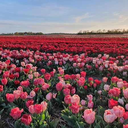Buitenhuis Egmond Egmond aan den Hoef Bagian luar foto