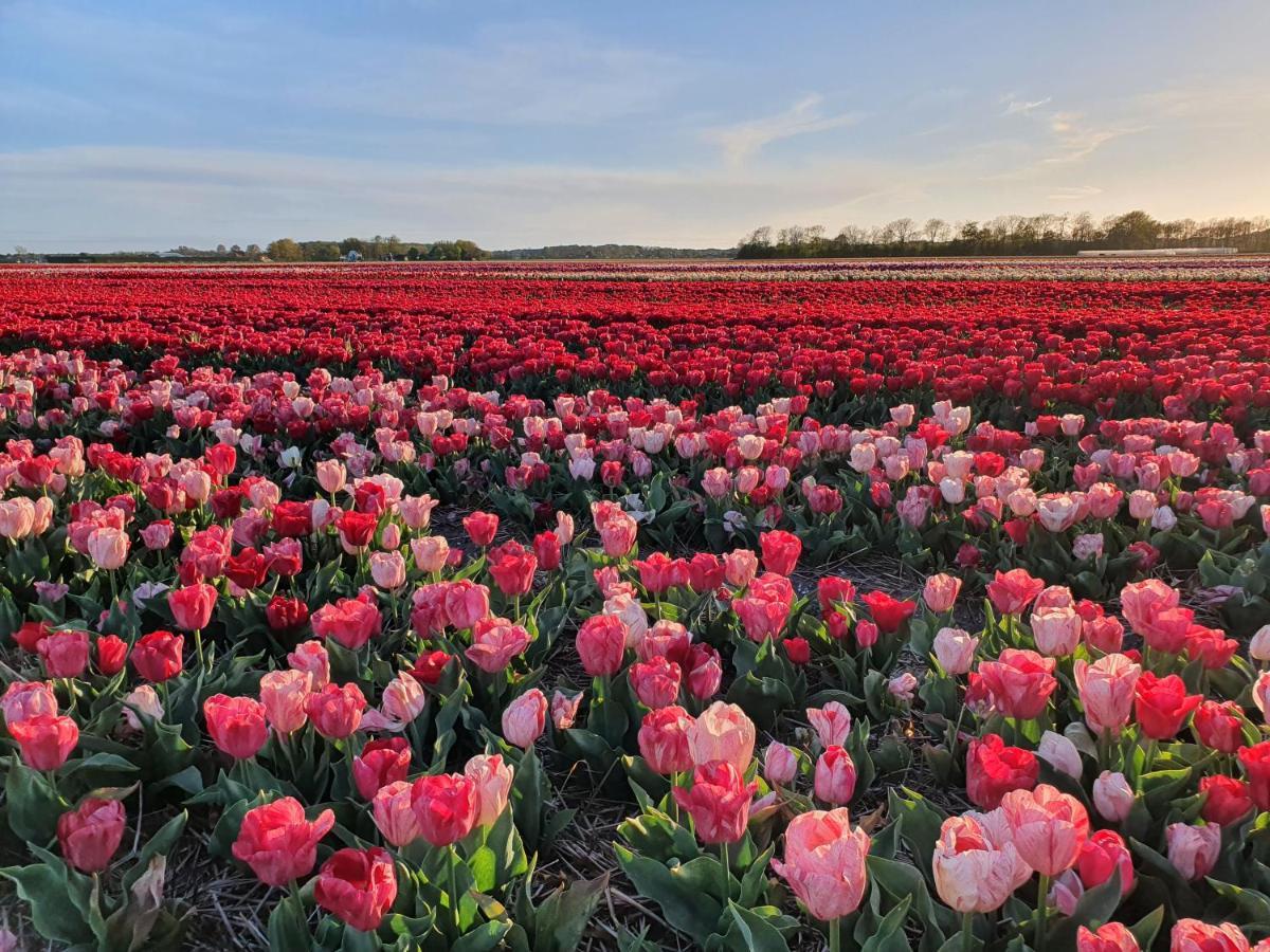 Buitenhuis Egmond Egmond aan den Hoef Bagian luar foto
